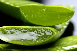 Scopri quanto tempo puoi trarre beneficio dall'aloe Una guida per godere al meglio dei suoi effetti!