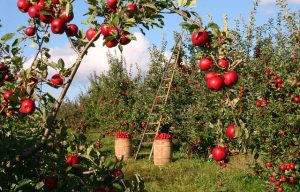 Web Marketing per le aziende agricole: scopri i vantaggi di una presenza online vincente