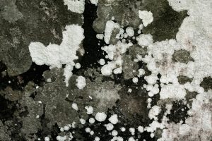Come riconoscere i diversi tipi di muffa in casa